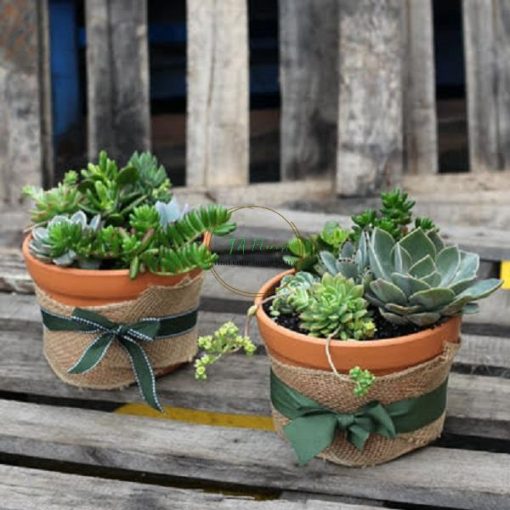 set quà sen đá bầu trồng chậu đất nung kèm nơ ruy băng SCL008
