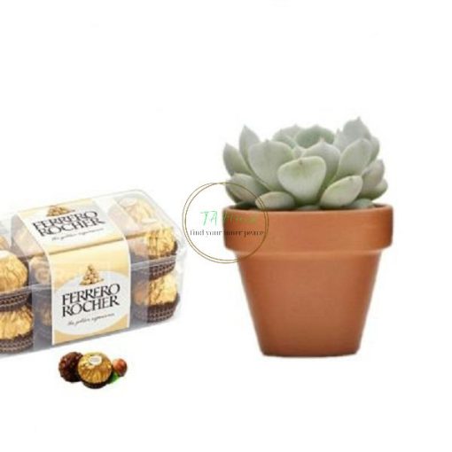 Set quà sen đá SCL025