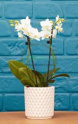 Chậu lan hồ điệp mini màu trắng giá rẻ