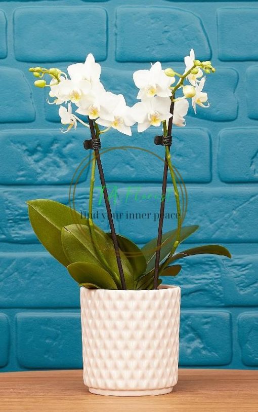 Chậu lan hồ điệp mini màu trắng giá rẻ