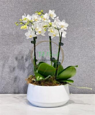 Chậu lan hồ điệp mini màu trắng giá rẻ