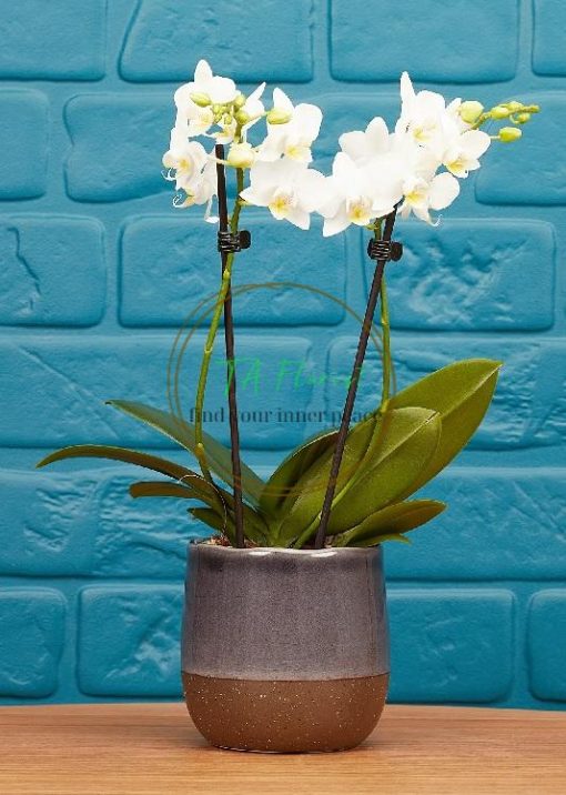 Chậu lan hồ điệp mini màu trắng giá rẻ