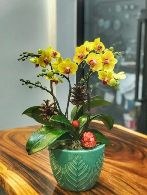 Chậu hồ điệp mini vàng giá tốt