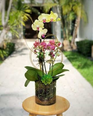 chậu lan hồ điệp mini mix màu