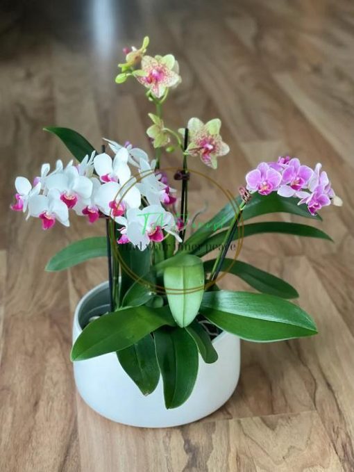 chậu lan hồ điệp mini mix màu