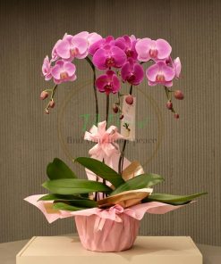 chậu lan hồ điệp hồng đại điện hoa giá tốt