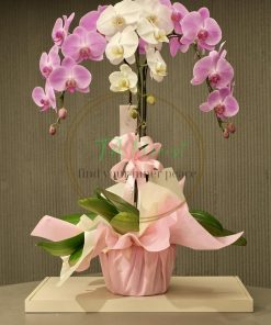 hồ điệp đại mix nhiều màu biếu tặng
