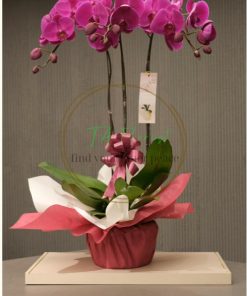 chậu hồ điệp tím đại điện hoa giá tốt