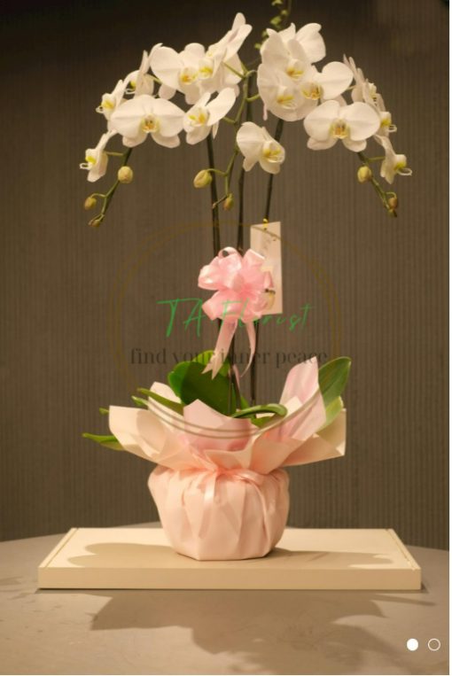 chậu lan hồ điệp trắng đại, điện hoa giá tốt tại hà nội