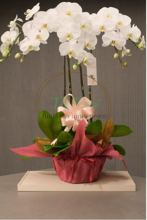 chậu lan hồ điệp trắng đại, điện hoa giá tốt tại hà nội