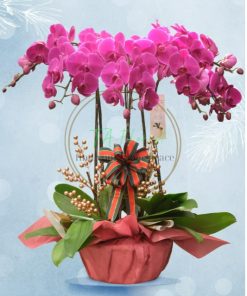 chậu lan hồ điệp tím đại điện hoa giá tốt