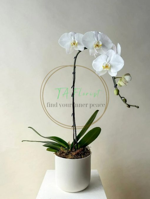 chậu lan hồ điệp trắng đại, điện hoa giá tốt tại hà nội