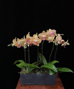 hồ điệp vàng kim giáp đột biến