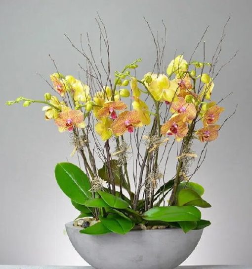 hồ điệp vàng kim giáp đột biến