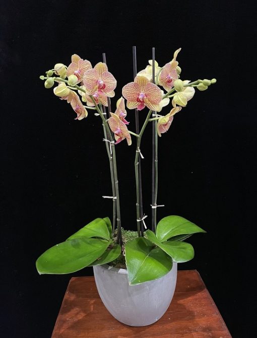 hồ điệp vàng kim giáp đột biến