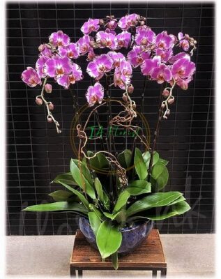 hồ điệp tím đột biến size đại lên chậu