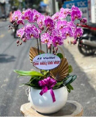 hồ điệp tím đột biến size đại lên chậu