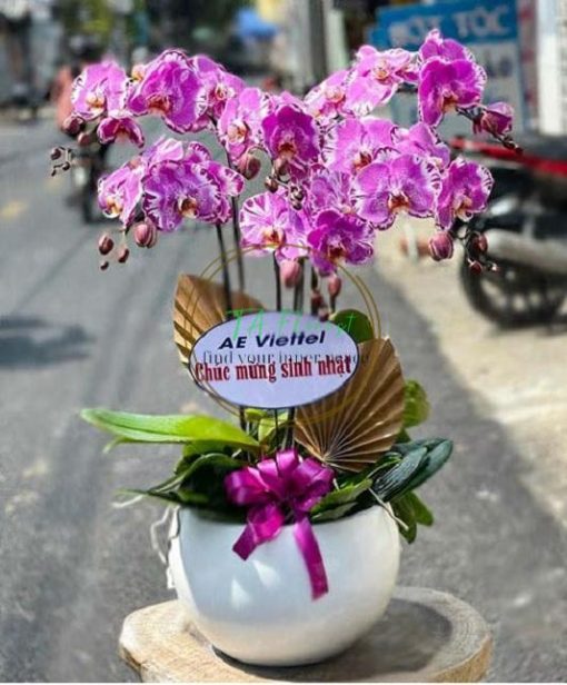 hồ điệp tím đột biến size đại lên chậu