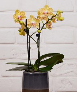 Chậu hồ điệp mini vàng giá tốt
