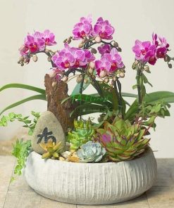 Mẫu hồ điệp mini nghệ thuật