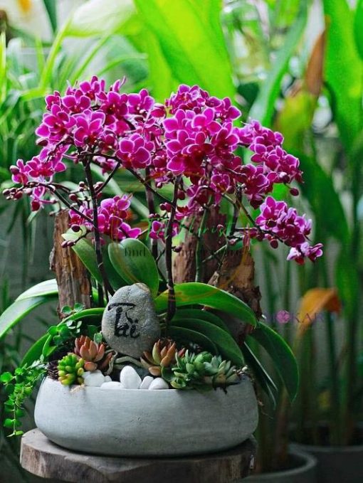 Mẫu hồ điệp mini nghệ thuật
