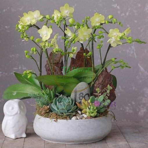 Mẫu hồ điệp mini nghệ thuật