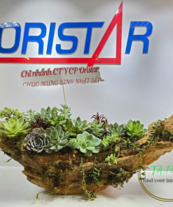 hoa sen đá trên lũa đẹp tặng sếp nam