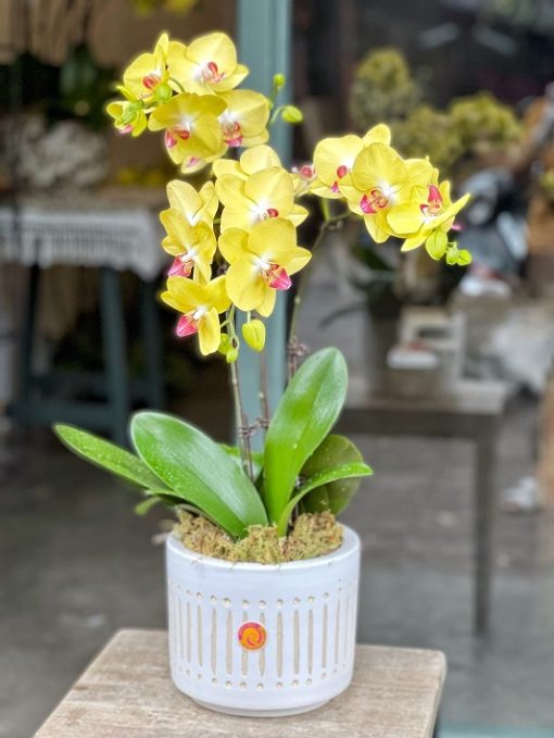 Chậu hồ điệp mini vàng giá tốt
