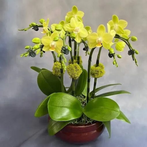 Chậu hồ điệp mini vàng giá tốt
