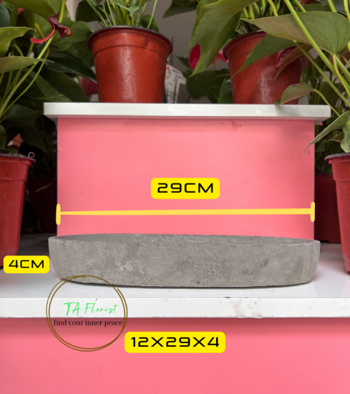 chậu xi măng trồng sen đá tiểu cảnh mini