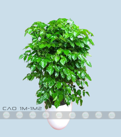 giá chậu cây hạnh phúc 1 tầng