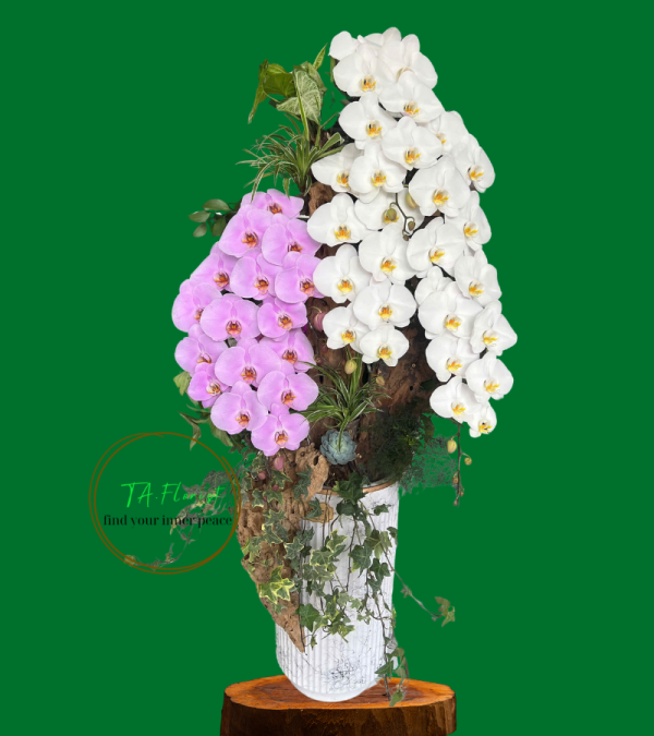 chậu lan hồ điệp tiểu cảnh lũa Hà Nội