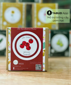 hộp quà hạt giống cà chua TABUD