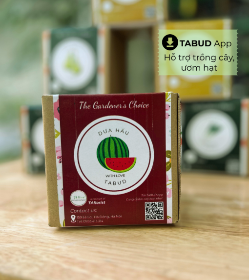 hộp quà hạt giống dưa hấu TABUD