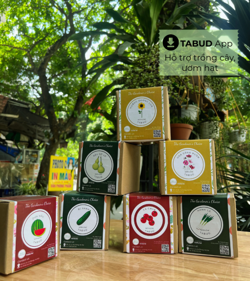 mua hộp quà hạt giống TABUD
