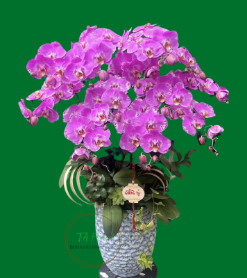 chậu lan hồ điệp chúc mừng màu hồng