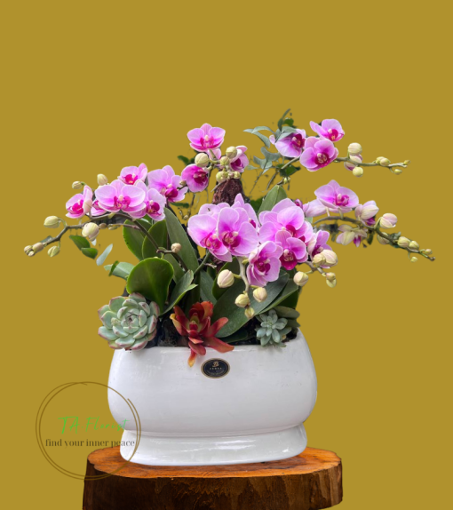 lan hồ điệp uy tín tại Hà Nội
