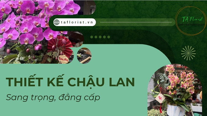 Thiết kế chậu lan hồ điệp trang trí văn phòng, công ty tại Hà Nội