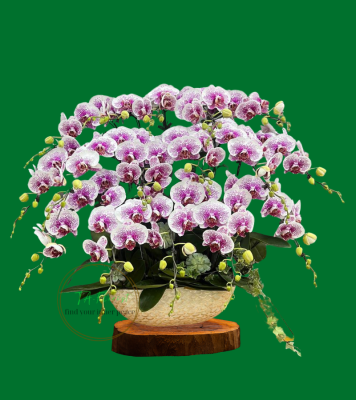 thuyền hoa lan hồ điệp hiện đại