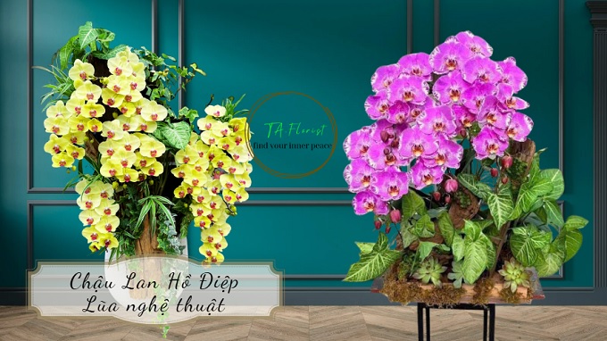 chậu lan hồ điệp ghép lũa nghệ thuật tại Hà Nội