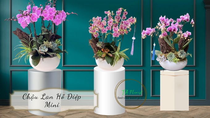 chậu lan hồ điệp mini để bàn