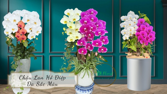 chậu lan hồ điệp mix màu tại Hà Nội