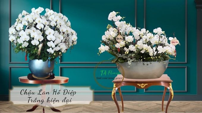 chậu lan hồ điệp trắng sang trọng