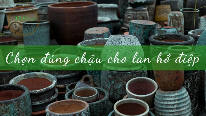 chọn chậu cho lan hồ điệp