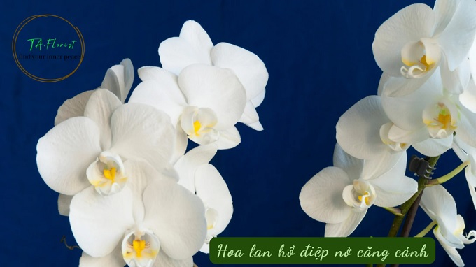 độ bền hoa lan hồ điệp nở