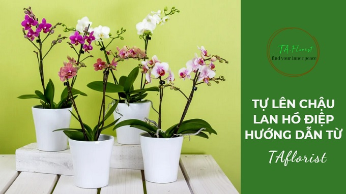 hướng dẫn tự trang trí chậu lan hồ điệp