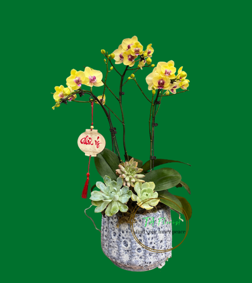 mẫu chậu lan hồ điệp màu vàng tại Hà Nội