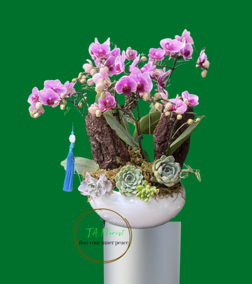 mẫu chậu lan hồ điệp màu hồng tại Hà Nội