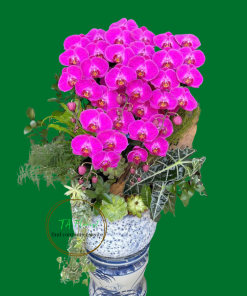 mẫu lan hồ điệp Hà Nội