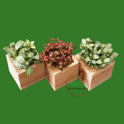 hướng dẫn chăm cẩm nhung tại Taflorist